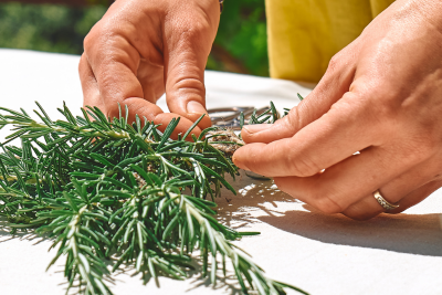 Hands clipping fresh rosemary sprig with small scissors on a white surface in sunlight