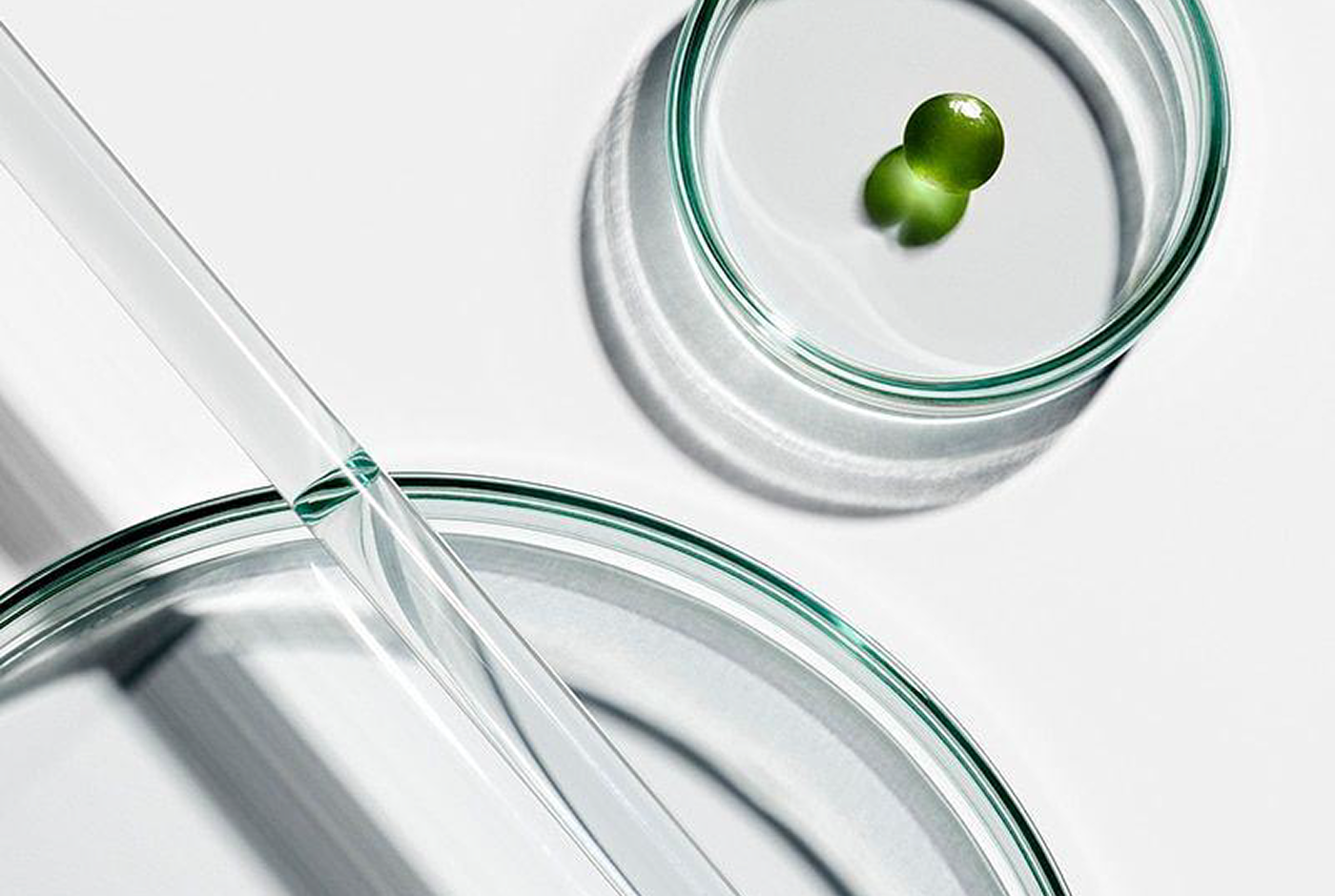 Laboratory pipette over petri dishes with green samples