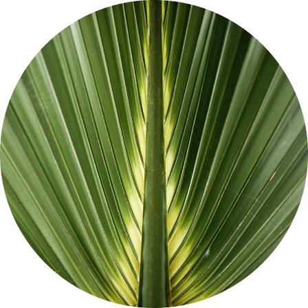 Saw Palmetto