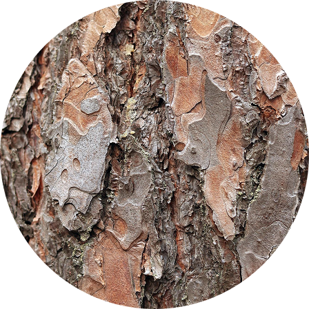 Pine Bark