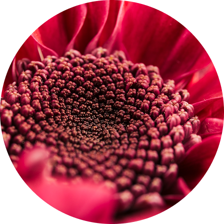 Capixyl®