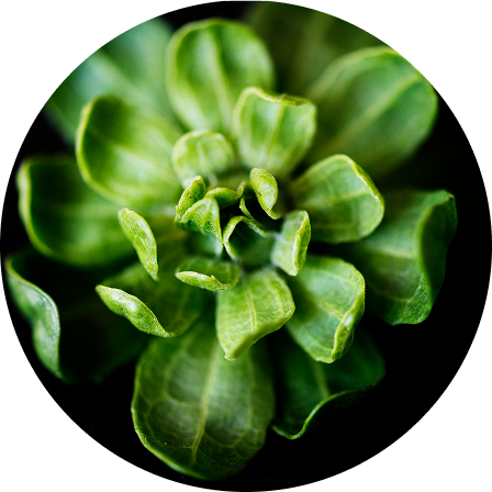 RootBioTec®
